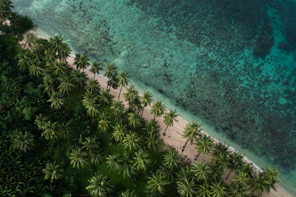 Aerial view of a palm-lined tropical coastline